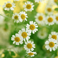 Tập làm văn lớp 2: Tả hoa cúc (5 mẫu) 