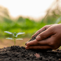 Văn mẫu lớp 7: Dàn ý chứng minh câu tục ngữ Ăn quả nhớ kẻ trồng cây (3 mẫu) 