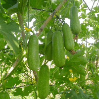 Đoạn văn giải thích bài ca dao Bầu ơi thương lấy bí cùng (6 mẫu) 