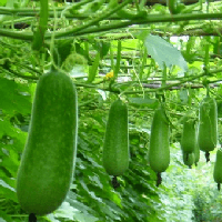 Văn mẫu lớp 7: Đoạn văn chứng minh bài ca dao Bầu ơi thương lấy bí cùng (3 mẫu) 