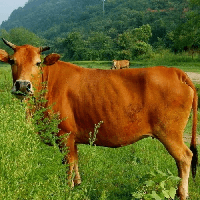 Viết đoạn văn tả con bò (6 mẫu) 