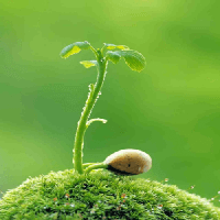 Soạn bài Lời của cây - Chân trời sáng tạo 7