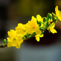 Soạn bài Đồng dao mùa xuân - Kết nối tri thức 7