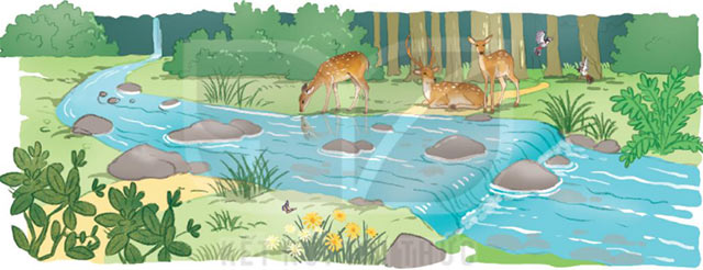 Cánh rừng trong nắng