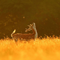 Soạn bài Bản hòa âm ngôn từ trong Tiếng thu của Lưu Trọng Lư - Kết nối tri thức 10