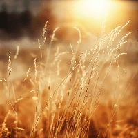 Soạn bài Nắng đã hanh rồi - Chân trời sáng tạo 10