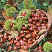 Soạn bài Mùa thu về Trùng Khánh nghe hạt dẻ hát - Chân trời sáng tạo 7