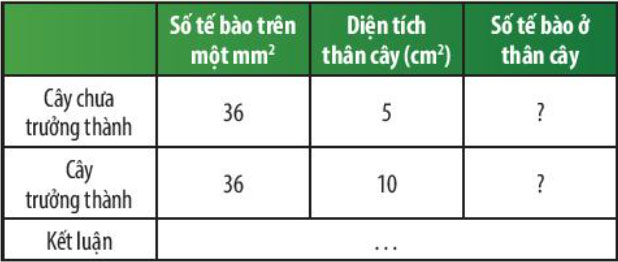 Tế bào biểu bì vảy hành
