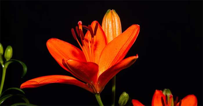 Cách làm video hoa nở chậm