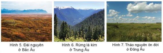 Hình ảnh trong mục d