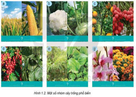 Hình 1.2