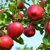 Công nghệ 7 Bài 1: Giới thiệu về trồng trọt