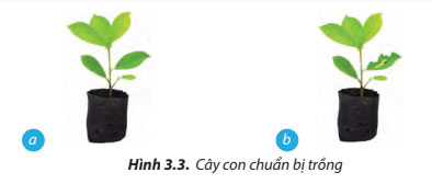 Hình 3.3