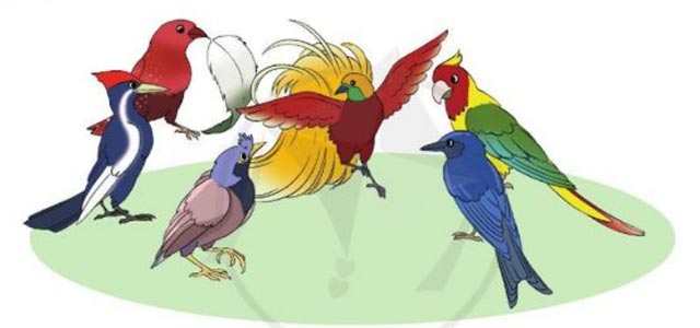 Bộ lông rực rỡ của chim thiên đường