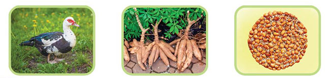 Tìm các cặp từ ngữ