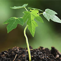 Soạn bài Thứ Bảy xanh trang 100