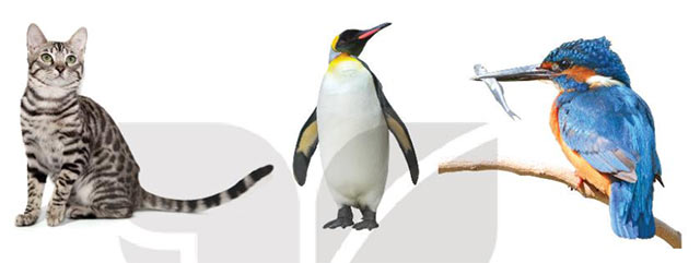 Những cái tên đáng yêu