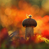 Soạn bài Những cái tên đáng yêu (trang 19)