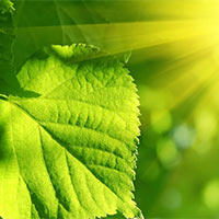 KHTN Lớp 7 Bài 23: Một số yếu tố ảnh hưởng đến quang hợp