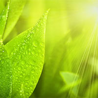 KHTN Lớp 7 Bài 24: Thực hành: Chứng minh quang hợp ở cây xanh