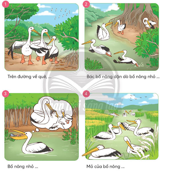 Bồ nông có hiếu