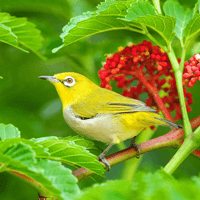 Soạn bài Tự đánh giá: Tiếng chim trong thành phố - Cánh diều 7