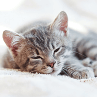 Soạn bài Một con mèo nằm ngủ trên ngực tôi - Chân trời sáng tạo 7