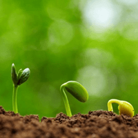 Viết đoạn văn nêu cảm nhận của em về bài thơ Lời của cây