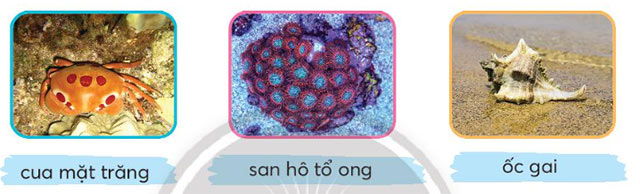 Cậu bé và mẩu san hô