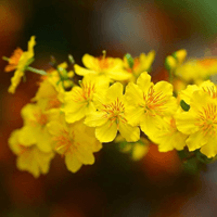 Viết đoạn văn ghi lại cảm xúc về bài thơ Đồng dao mùa xuân (12 mẫu) 