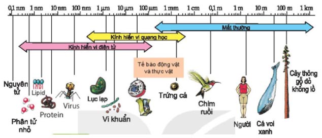 Kích thước tế bào