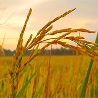 Tả cảnh buổi chiều trên cánh đồng