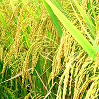 Dàn ý Tả cánh đồng (6 mẫu)