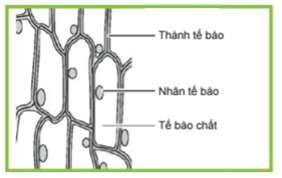Tế bào hành tây