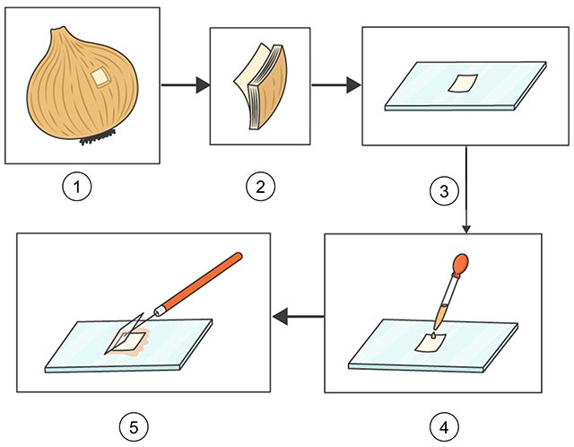  Quan sát tế bào biểu bì vảy hành 