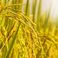 Dàn ý Tả cánh đồng lúa chín (7 mẫu)