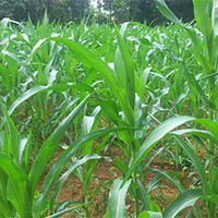 Tập làm văn lớp 5: Tả cảnh buổi sáng trên nương rẫy