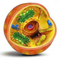 Sinh học 10 Bài 8: Tế bào nhân thực