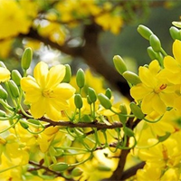 Dàn ý phân tích tác phẩm Mùa xuân chín (6 Mẫu)