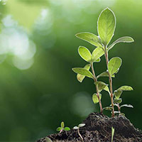 KHTN Lớp 7 Bài 24: Thực hành chứng minh quang hợp ở cây xanh