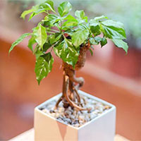 Công nghệ 7 Dự án 1: Kế hoạch trồng và chăm sóc cây trồng trong gia đình