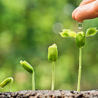 KHTN Lớp 7 Bài 26: Thực hành về hô hấp tế bào ở thực vật thông qua sự nảy mầm của hạt