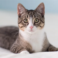 Tiếng Anh 7 Unit 6: Language focus