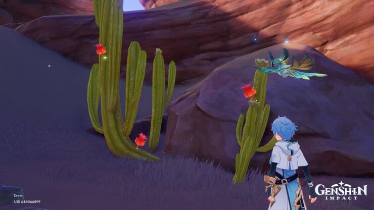 Trái Redcrest ở Sumeru