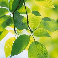 Lí do khiến nhà thơ Xuân Diệu viết Hãy nhìn đời bằng đôi mắt xanh non (3 Mẫu)