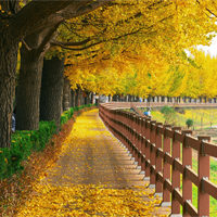 Văn mẫu lớp 10: Cảm nhận về một cảnh đẹp của quê hương, đất nước