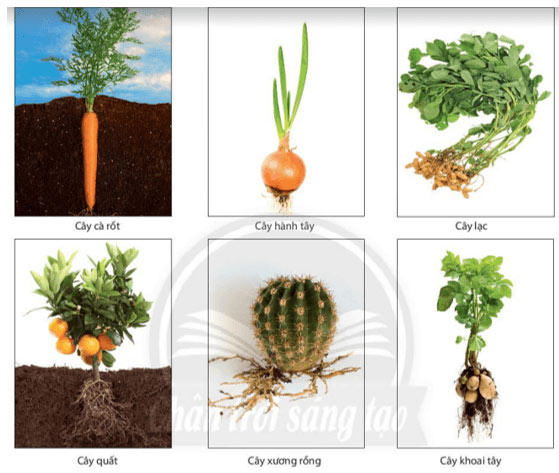 Cơ quan cấu tạo cây xanh