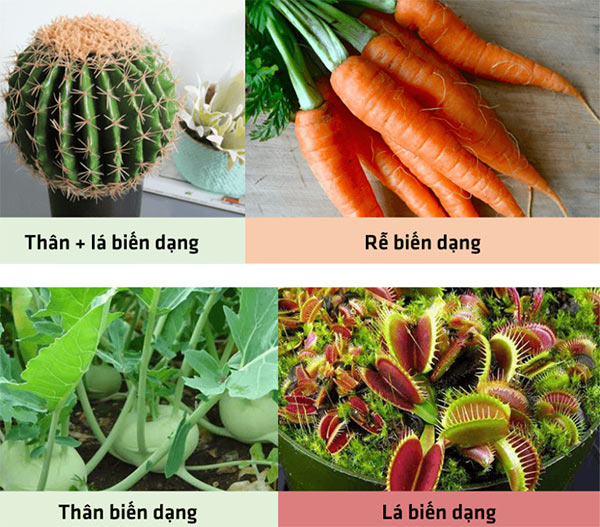 Thân, rễ biến dạng