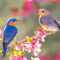 Phân tích bài Thơ duyên của Xuân Diệu (Dàn ý + 6 Mẫu)