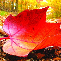  Viết bài văn phân tích, đánh giá tình cảm của tác giả với thiên nhiên trong một bài thơ